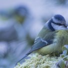 Blue tit